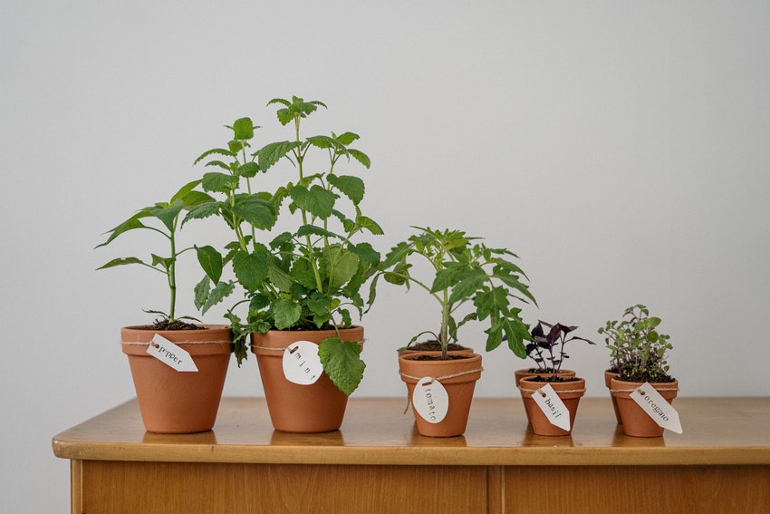 Die Tomatenpflanze im Überblick
