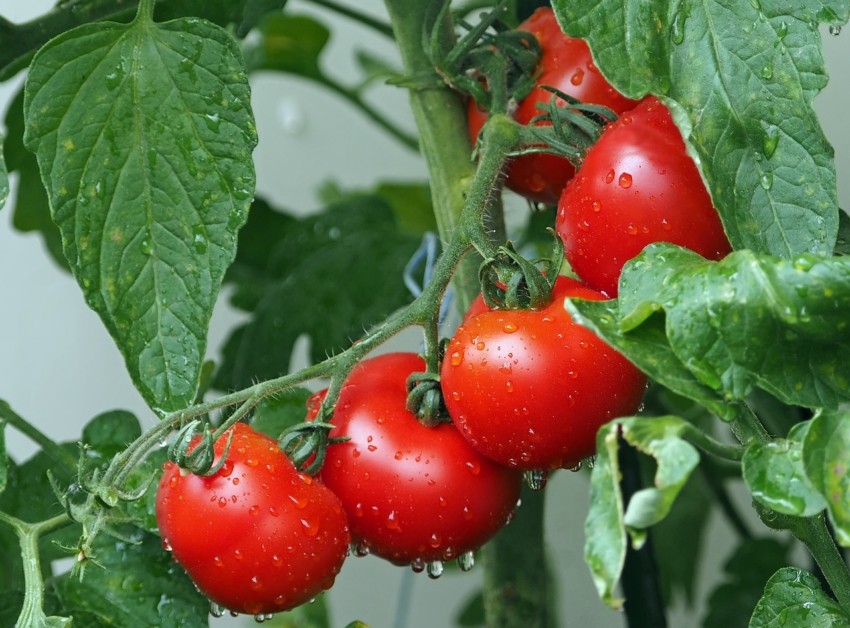 Der richtige Tomatendünger