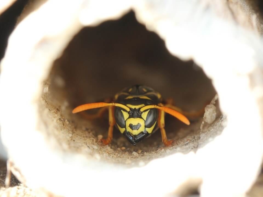Die Insektenhotel Bewohner im Überblick