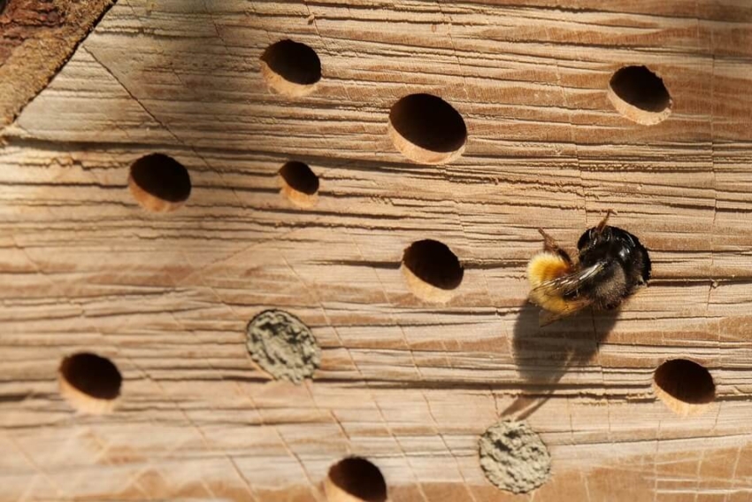 Der Standort eines Insektenhotels