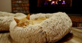 Das Katzenbett im Vergleich