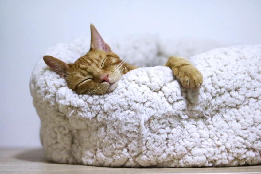Ein flauschiges Katzenbett